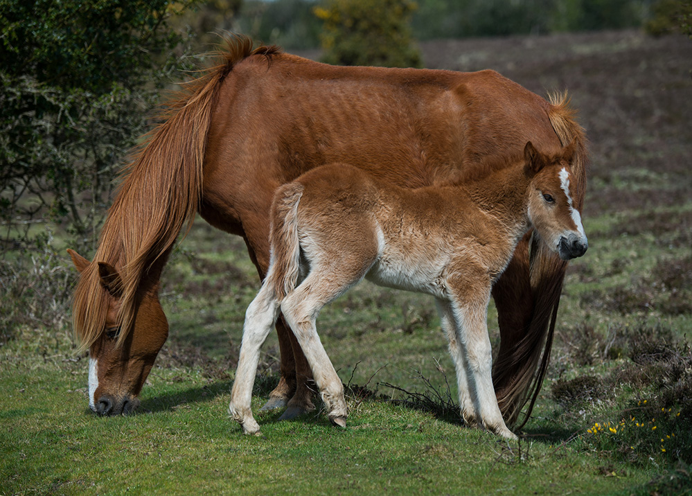 Spring Pony Mother and Foal, Longcross Plain 1